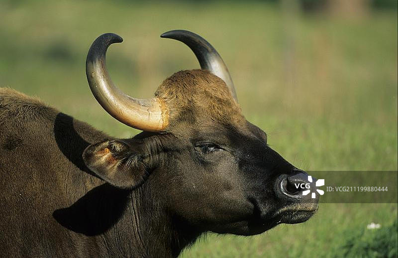 印度野牛，美国佛罗里达州迈阿密动物园图片素材