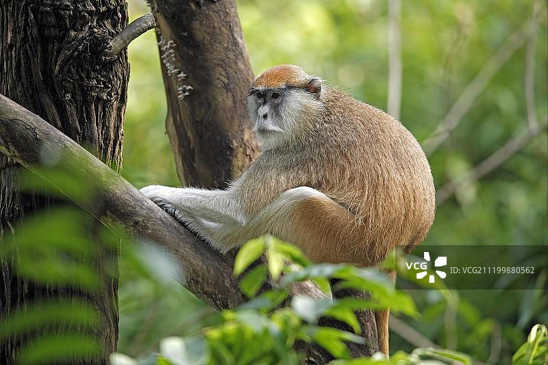 红猴：成年红猴坐在树枝上图片素材