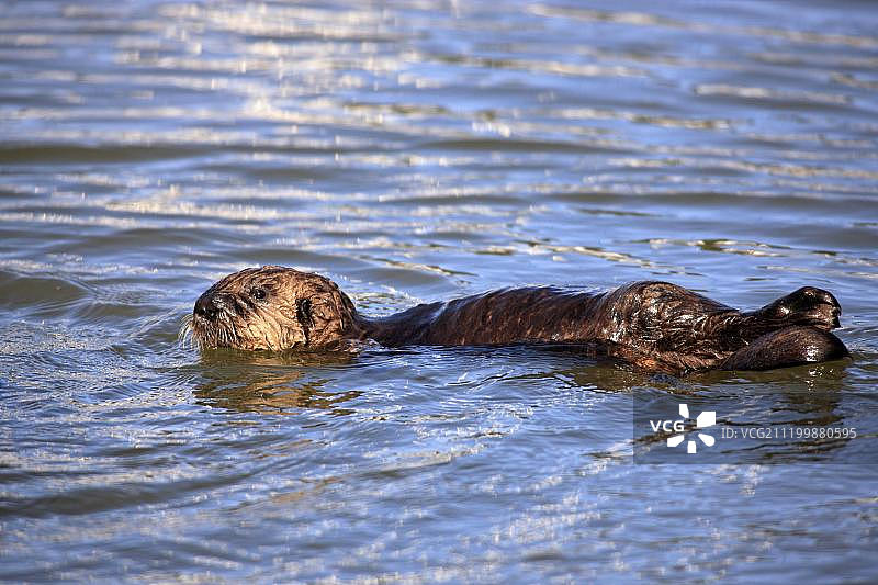 海獭幼崽，在水中，美国加利福尼亚州蒙特雷图片素材