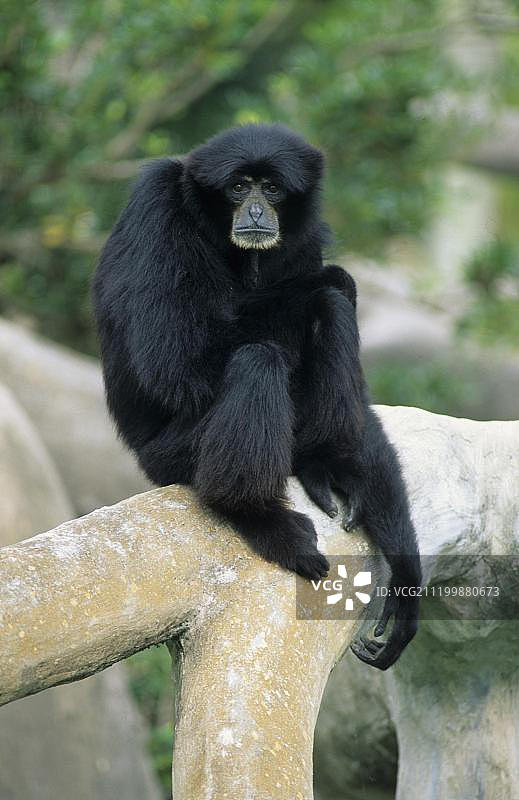 合趾猿，迈阿密动物园，佛罗里达州，美国图片素材