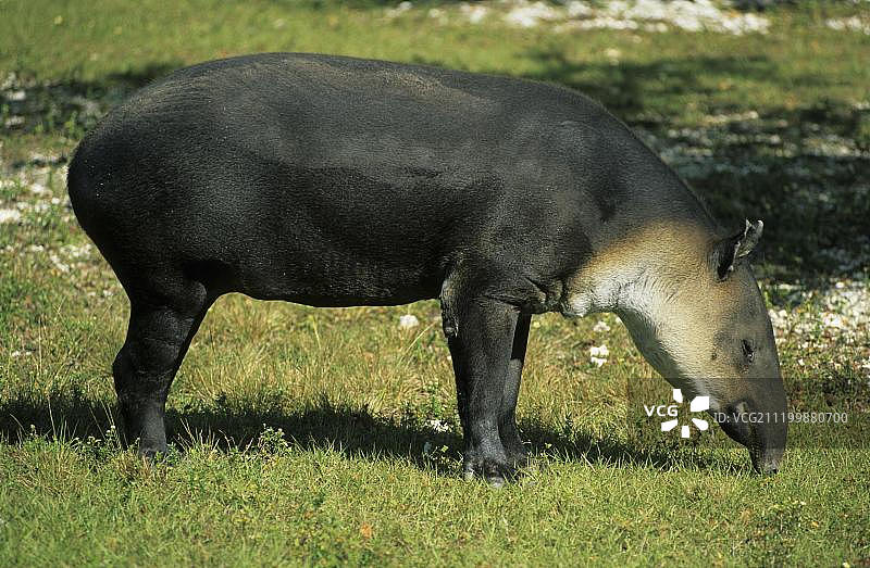 正在觅食的贝尔德貘图片素材