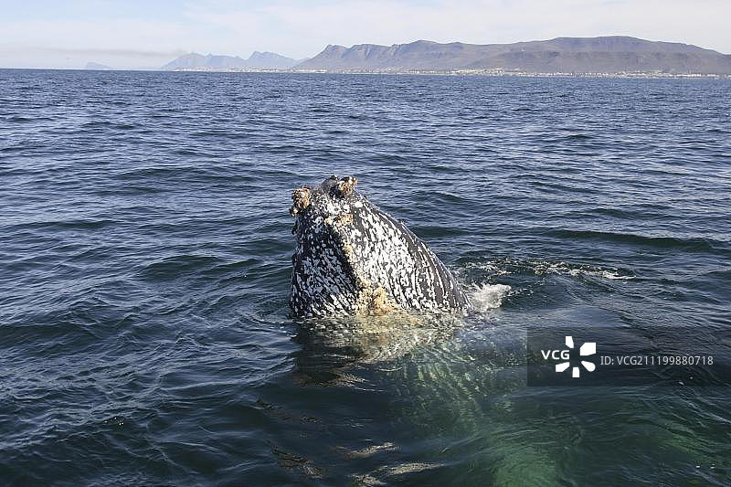 南非赫曼努斯露出水面窥探的座头鲸头部图片素材