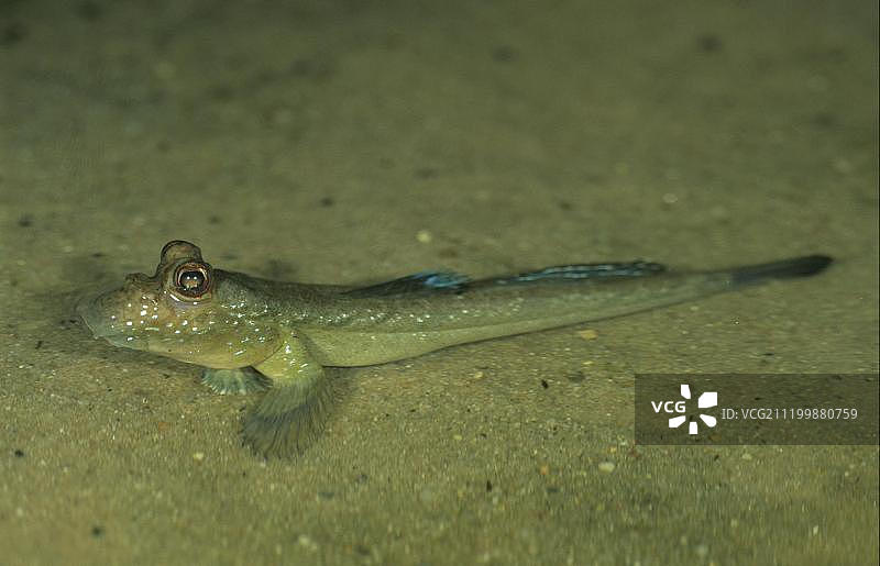 弹涂鱼（薄氏大弹涂鱼），在沙滩浅水中图片素材
