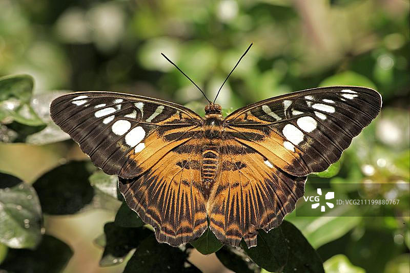 停留在树叶上的成年蓝裙蛱蝶，马来西亚，东南亚图片素材
