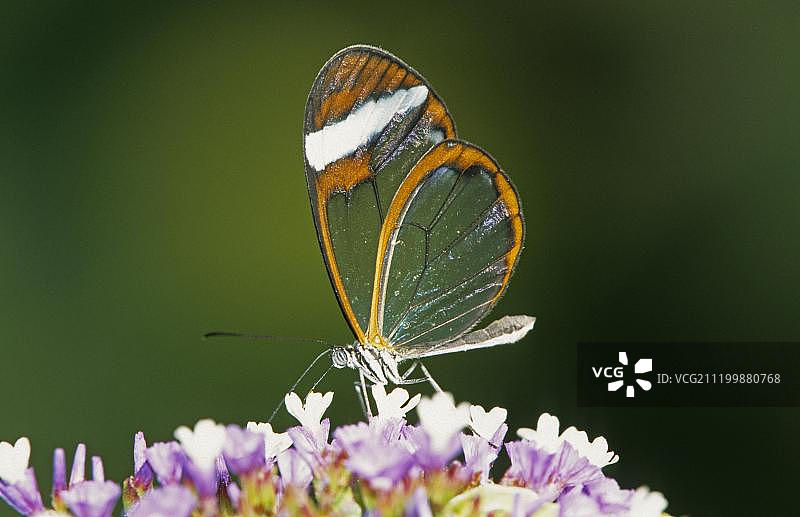 玻璃翼蝶（Greta oto）停留在花上，翅膀闭合图片素材
