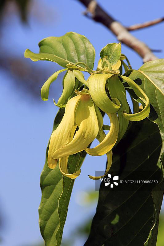 依兰依兰（Cananga odorata）：非洲马达加斯加诺西贝岛图片素材