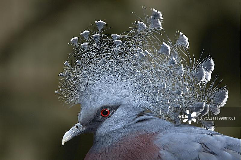 维多利亚凤冠鸠成年圈养肖像图片素材