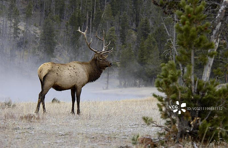 雾河边的雄性美洲马鹿，美国黄石国家公园图片素材