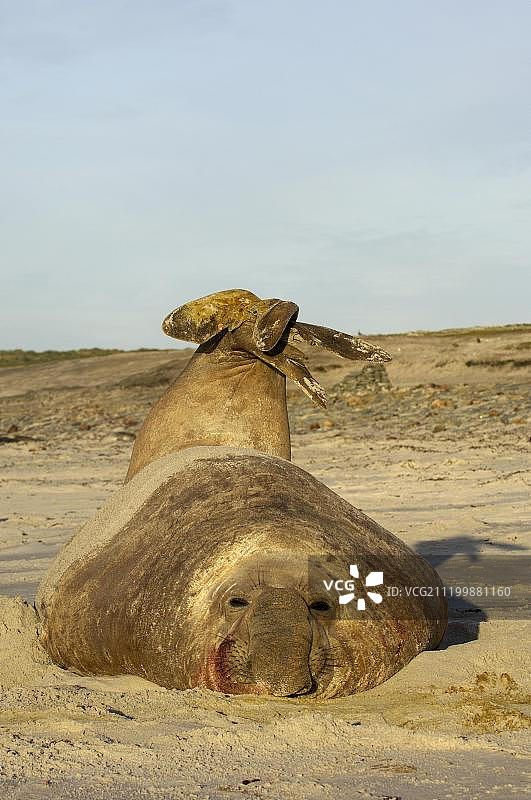 福克兰群岛海狮岛，尾巴翘起的成年雄性南方象海豹图片素材
