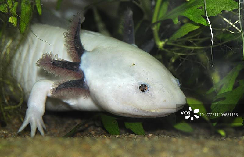 墨西哥钝口螈，白化病个体图片素材