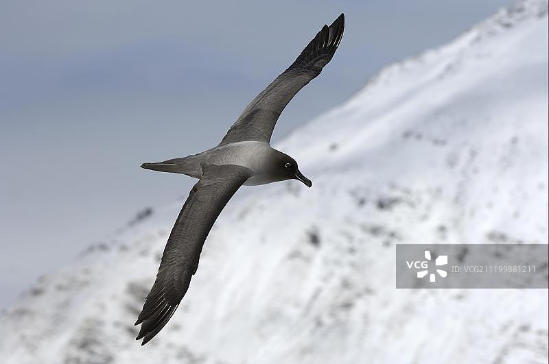 成年灰头信天翁飞翔于南大西洋图片素材
