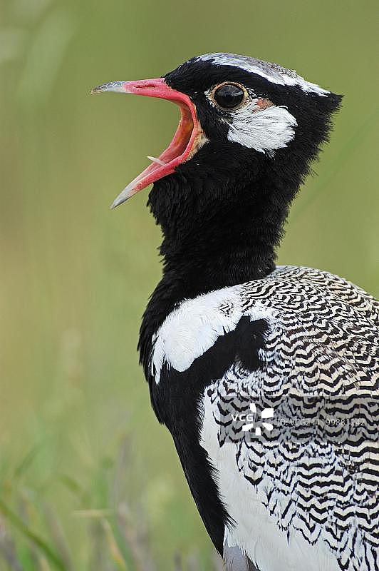 非洲纳米比亚埃托沙，正在鸣叫的北部黑鸨（Eupodotis afraoides）图片素材