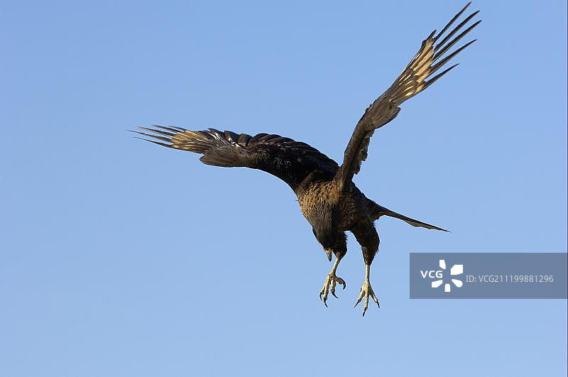 纹咬鹃（Phalcoboenus australis），成年，飞行中，降落在南大西洋福克兰群岛的新岛图片素材