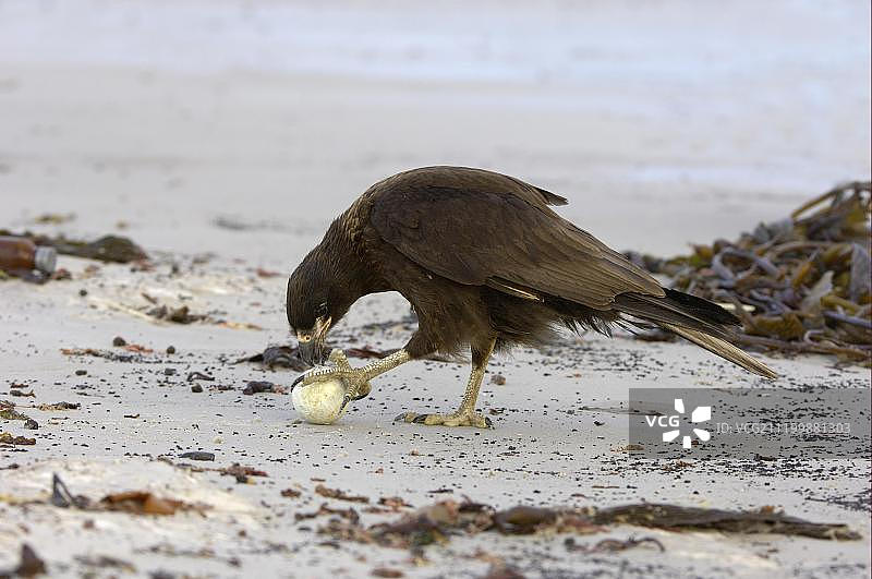 条纹卡拉鹰（Phalcoboenus australis）幼鸟在福克兰群岛桑德斯岛的南大西洋捕食，破开巴布亚企鹅蛋图片素材