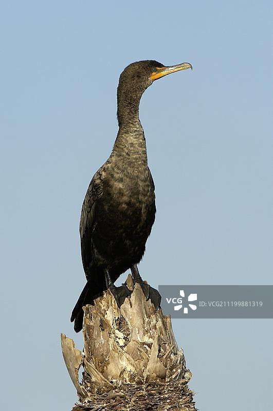 双冠鸬鹚幼鸟，站立于树桩上，佛罗里达州，美国图片素材