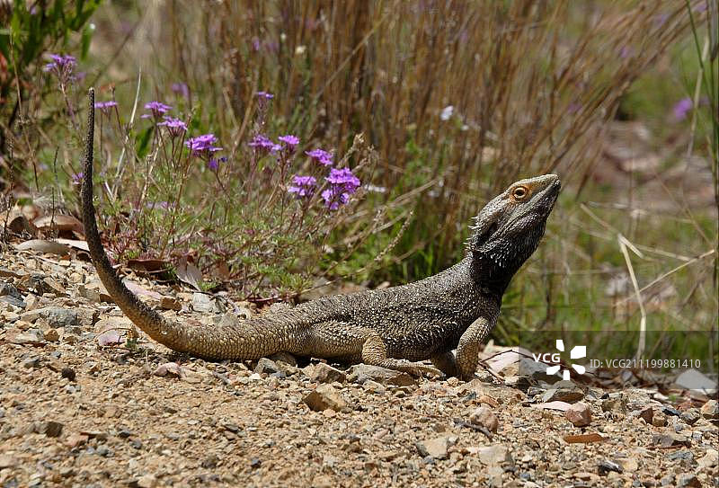 澳洲东部昆士兰州，正在晒太阳的成年普通髯蜥图片素材