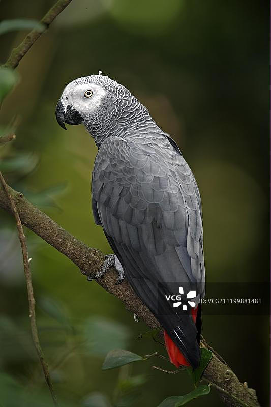 栖息在树枝上的成年非洲灰鹦鹉图片素材