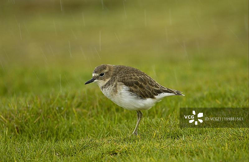 奥克兰岛鸻（二环鸻），雨中，新西兰恩德比岛图片素材