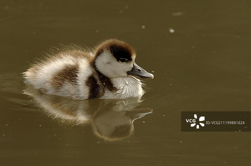 翘鼻麻鸭（Tadorna tadorna），在水面上休息的幼鸭，英国斯利姆布里奇图片素材