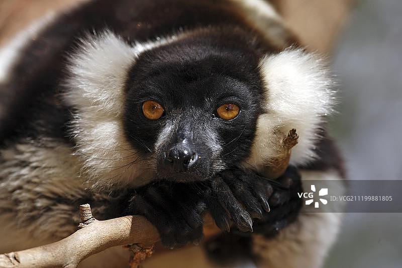 黑白领狐猴（变种长毛狐猴），成年个体休息肖像，马达加斯加，非洲图片素材