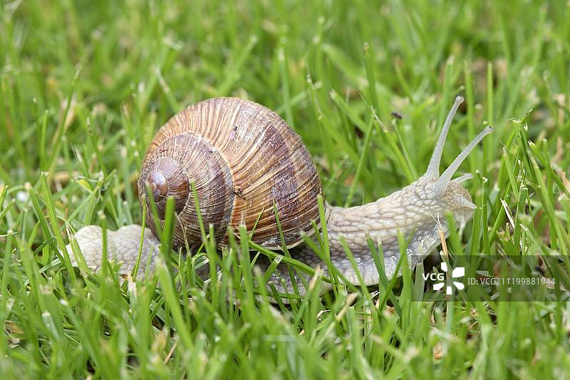 庭院草坪上的食用蜗牛图片素材