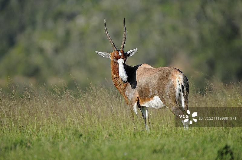 成年白面狷羚，站立，南非东开普省图片素材