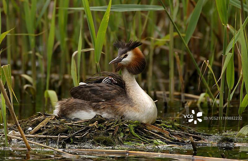 凤头䴙䴘，成鸟在巢中背着幼鸟，英国图片素材