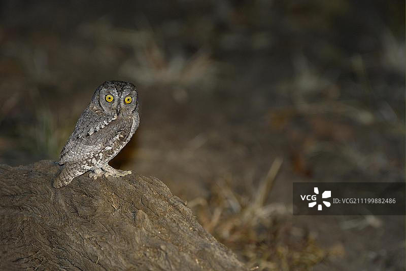 非洲角鸮，成鸟，栖息在树桩上，夜间，赞比亚南卢安瓜国家公园，非洲图片素材