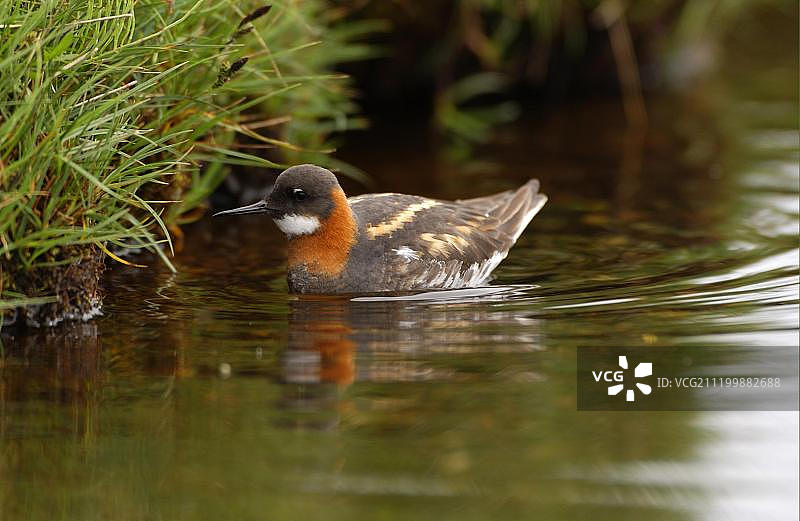 红颈瓣蹼鹬：成鸟在设得兰群岛水边寻找昆虫（苏格兰，英国，欧洲）图片素材