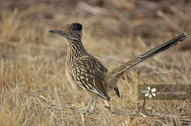 大弯嘴地鹃（Geococcyx californianus），成年，站在干燥的植被中，美国新墨西哥州图片素材