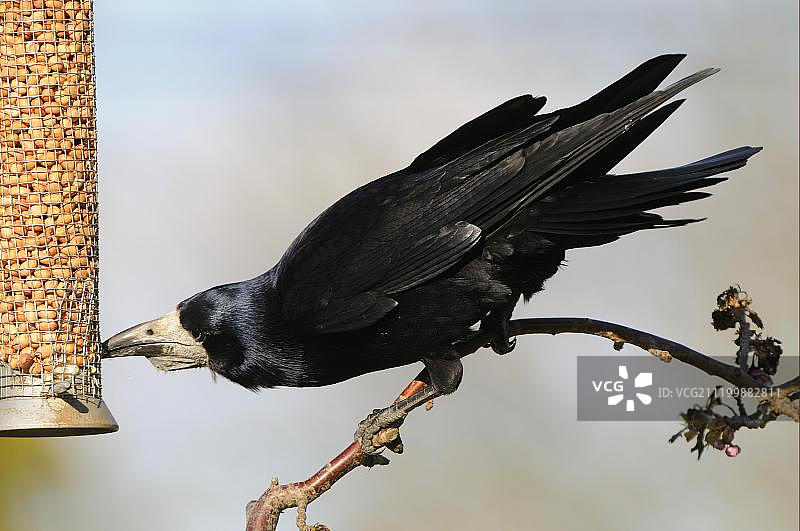 秃鼻乌鸦成鸟在花园喂食器上吃花生，牛津郡，英国图片素材