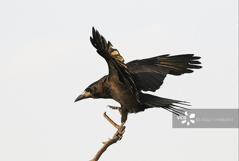 夕阳下落在树枝上的秃鼻乌鸦，牛津郡，英格兰，英国，欧洲图片素材