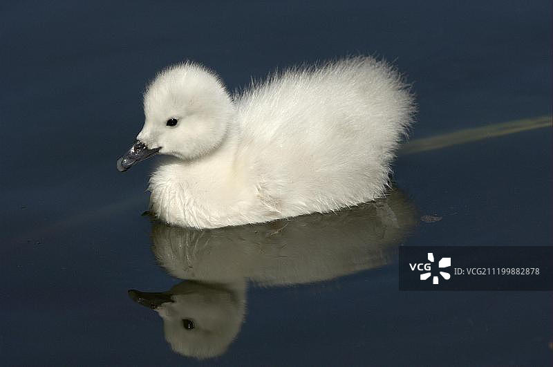 黑颈天鹅，小天鹅，游泳图片素材