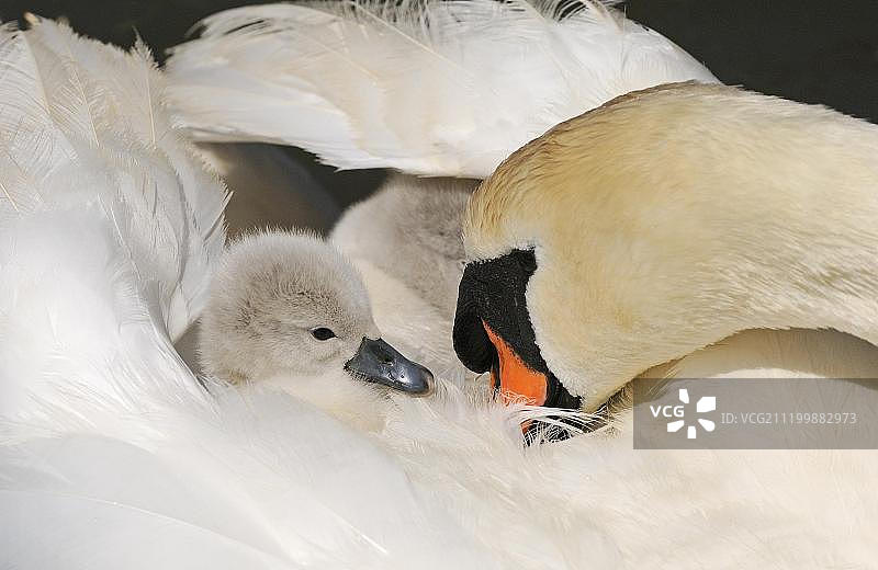 疣鼻天鹅（Cygnus olor）幼鸟伏在成年雌性背上，英国多塞特郡阿伯茨伯里图片素材