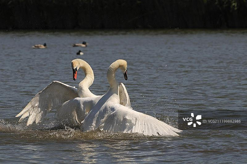 疣鼻天鹅：两只成年天鹅在英国多塞特郡水上争斗图片素材