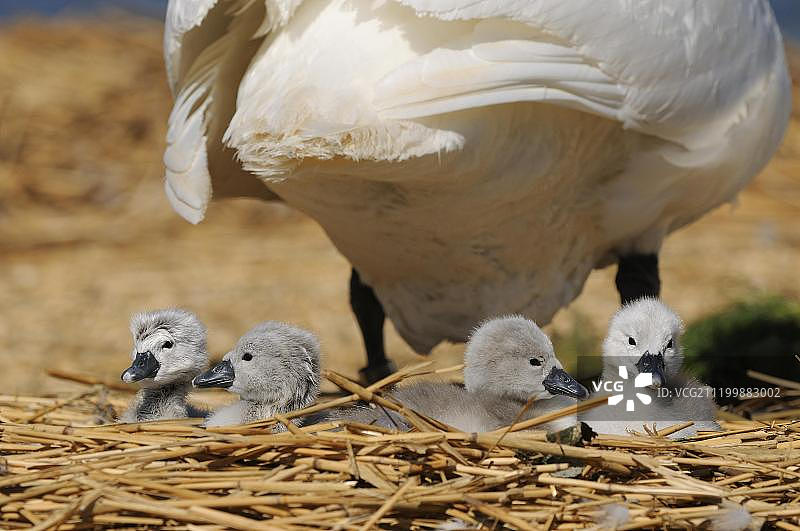 疣鼻天鹅与四只幼鸟在巢（英国）图片素材