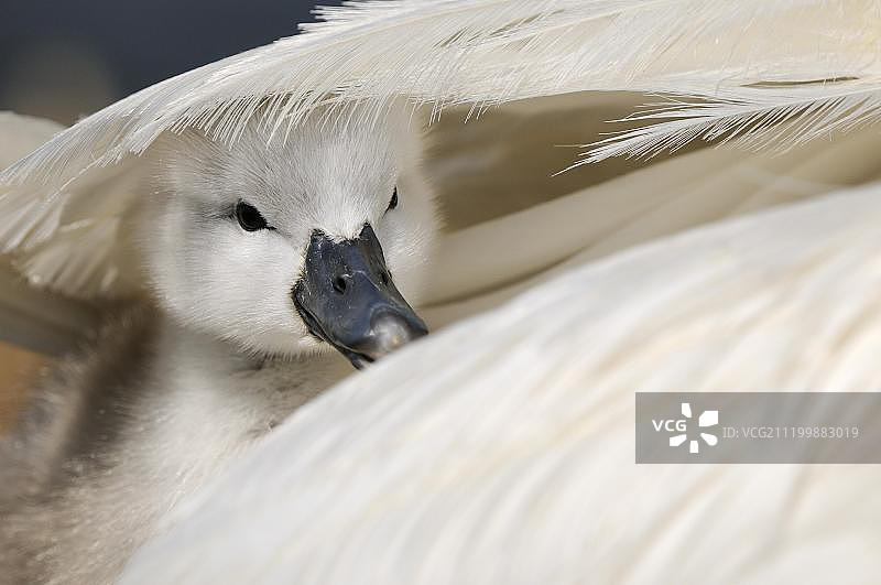 在英国多塞特郡阿伯茨伯里成年雌性天鹅翅膀下的疣鼻天鹅幼鸟图片素材