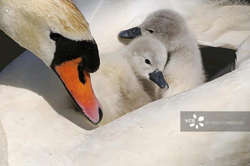 疣鼻天鹅与两只小天鹅，在成年雌性背上，英国多塞特郡阿伯茨伯里图片素材