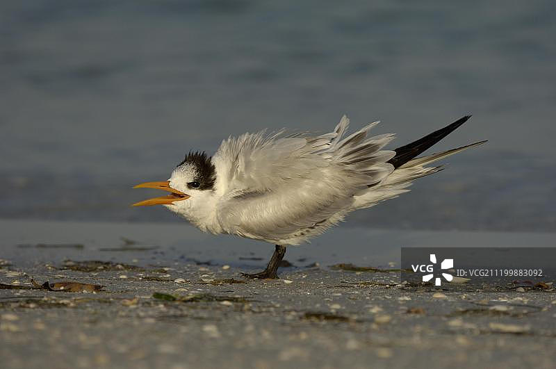 乞食的幼年大凤头燕鸥，美国佛罗里达州图片素材