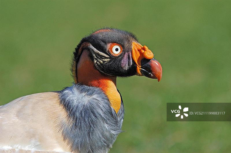 国王秃鹰肖像图片素材