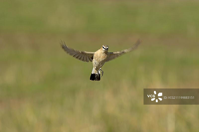 赭红歌鸲，成年，飞行中，马赛马拉，肯尼亚，非洲图片素材