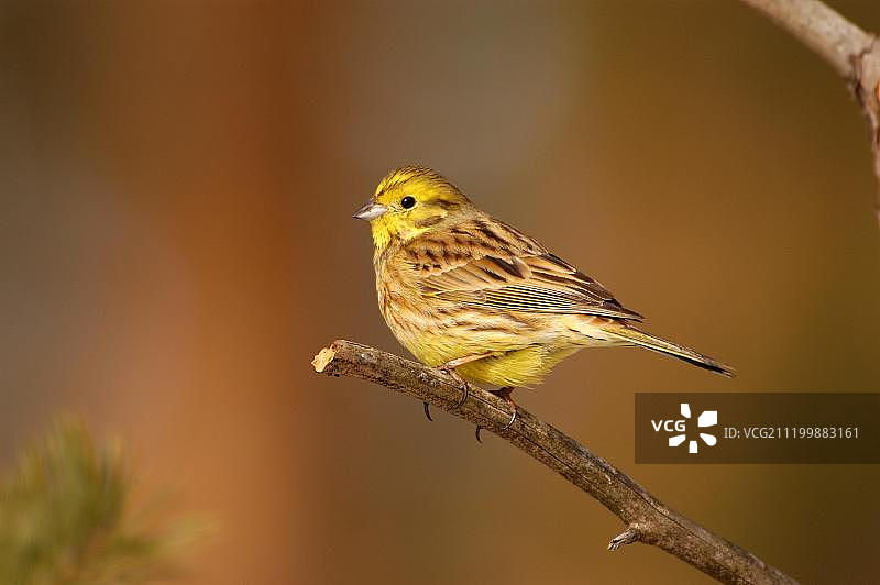 黄雀（Emberiza citrinella），栖息在树枝上，芬兰，欧洲图片素材