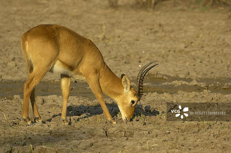 非洲赞比亚南卢安瓜国家公园，成年雄性小羚羊在干涸的水坑边吃草图片素材