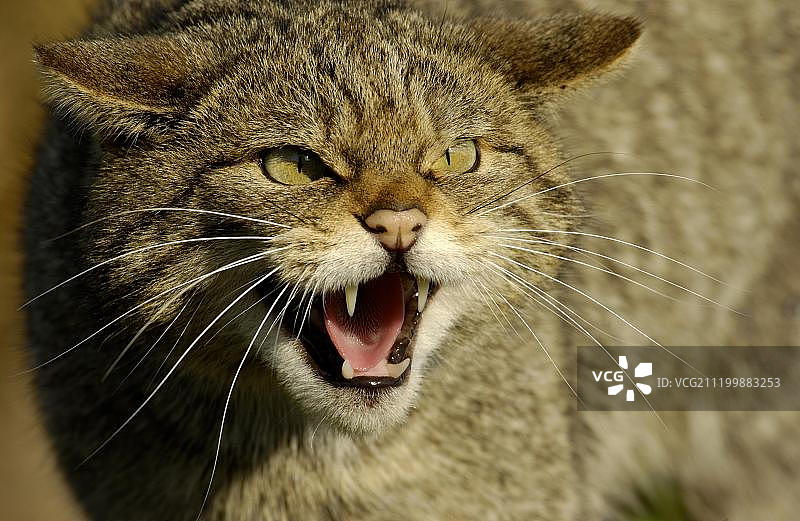成年欧洲野猫咆哮肖像图片素材