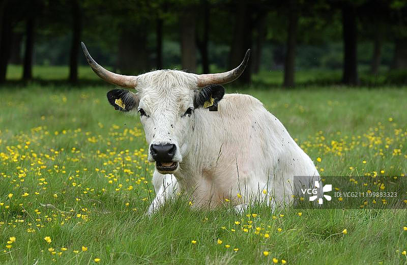 英国伯克郡，躺在毛茛花田里咀嚼的白色公园牛图片素材