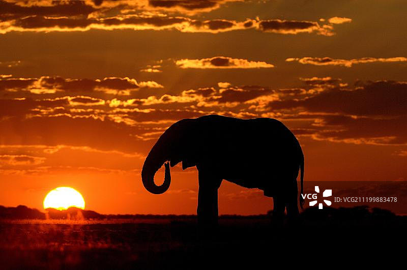 非洲象：成年象在Nxai Pan国家公园日落时饮水图片素材