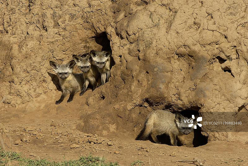非洲肯尼亚马赛马拉，犬羚幼崽在白蚁丘洞穴入口图片素材