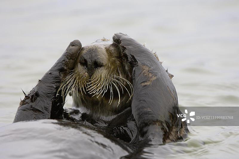 海獭，美国加州蒙特雷头部特写图片素材