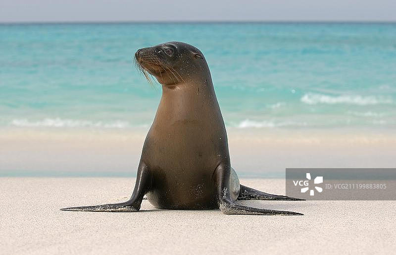 海滩上的加拉帕戈斯海狮图片素材