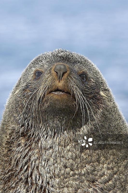 南极毛皮海狮（Arctocephalus gazella），成年雄性，肖像，福图纳湾，南乔治亚岛，南大西洋图片素材